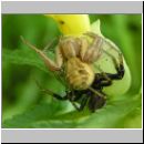 Xysticus cf cristatus - Krabbenspinne 03.jpg